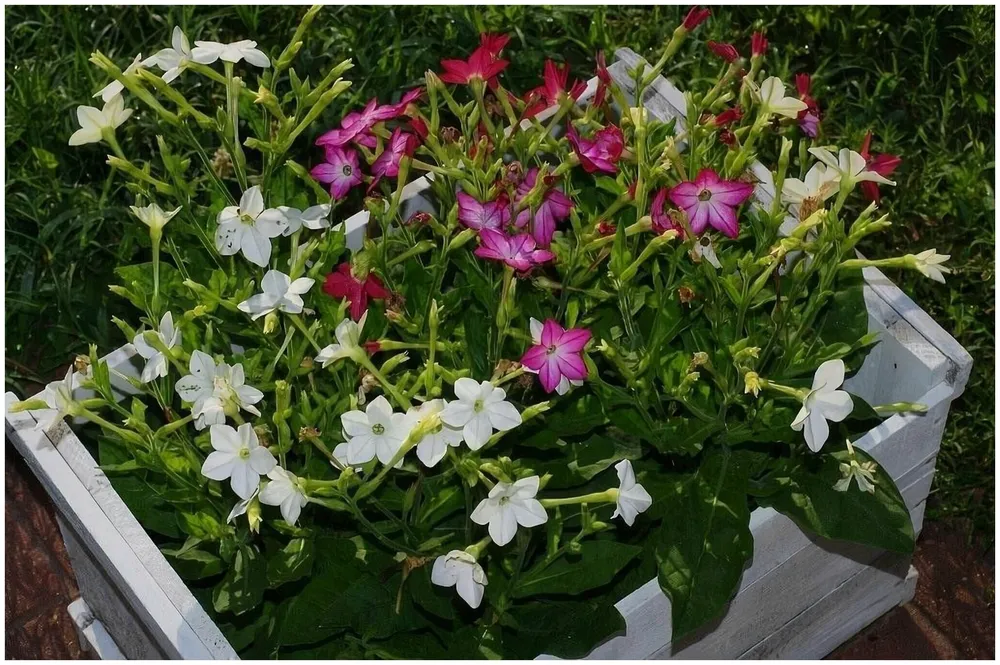 Табак крылатый Nicotiana alata