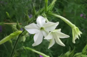 Табак крылатый Nicotiana alata