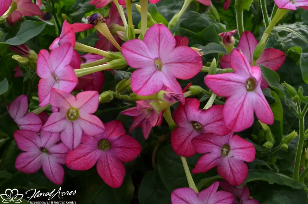 Табак крылатый Nicotiana alata Saratoga Purple bicolor