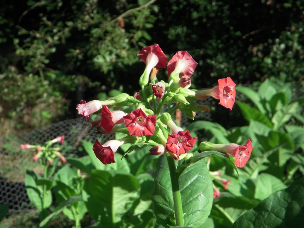 Табак махорка Nicotiana Rustica l.