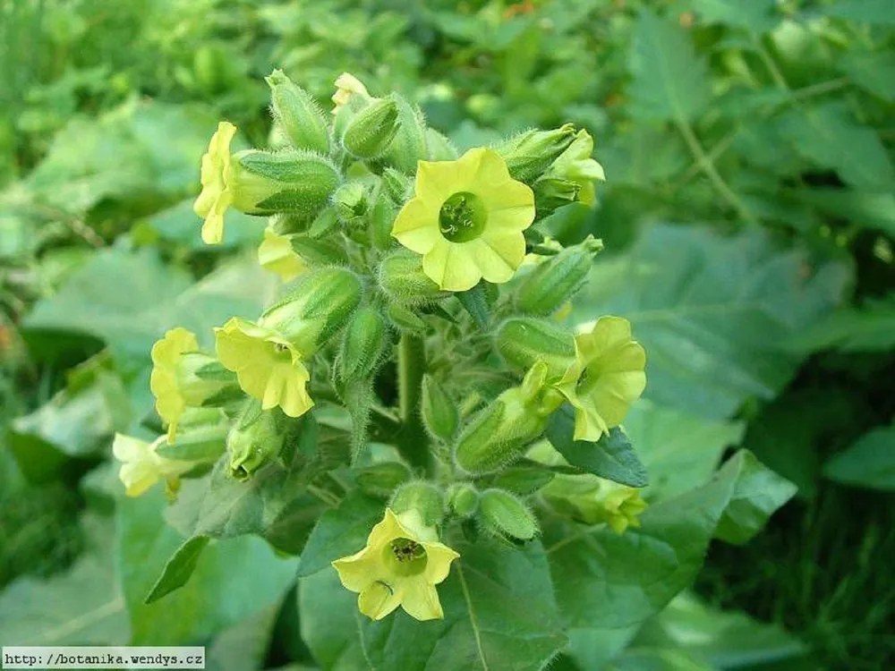 Табак махорка Nicotiana Rustica l.