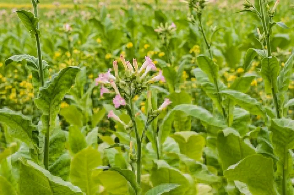 Табак Nicotiana tabacum