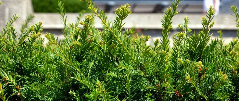 Taxus baccata