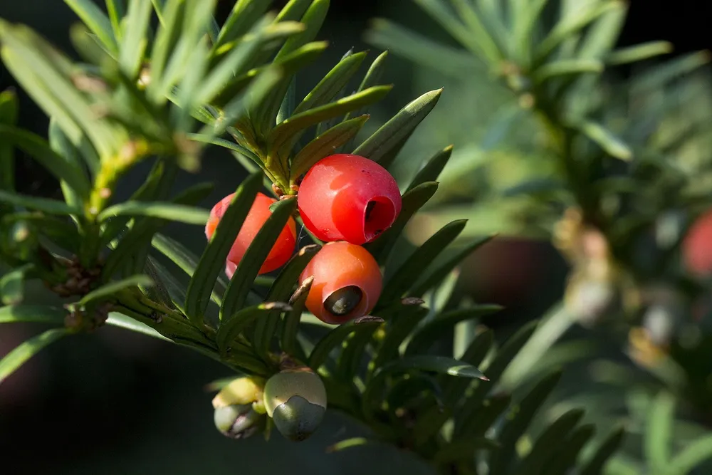 Taxus baccata