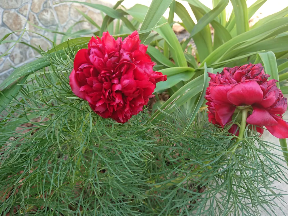 Tenuifolia Plena пион