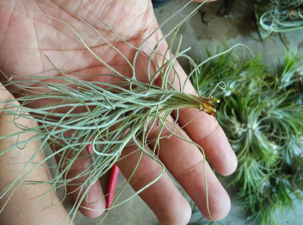 Tillandsia mallemontii