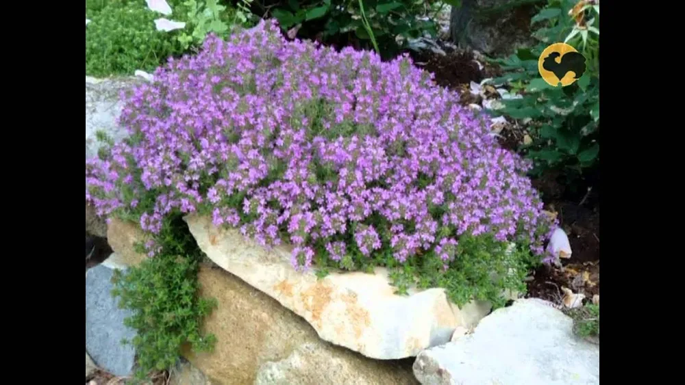 Тимьян ползучий Thymus serpyllum Magic Carpet