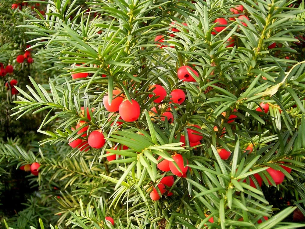 Тис ягодный Taxus baccata