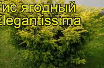 Тис ягодный Taxus baccata elegantissima