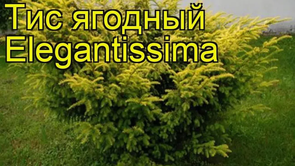 Тис ягодный Taxus baccata elegantissima