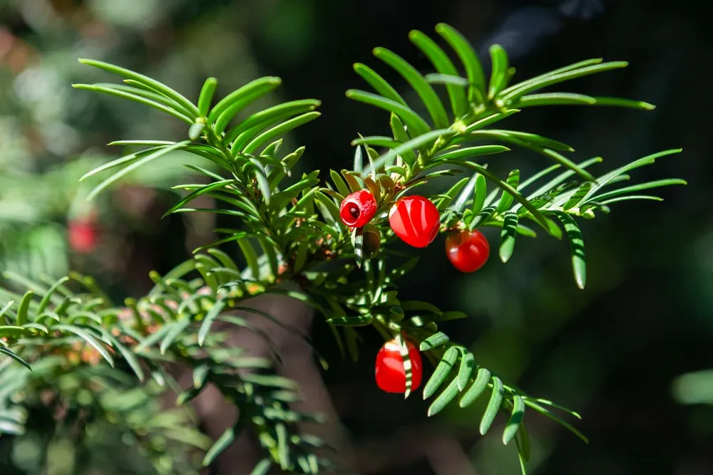 Тис остроконечный Taxus cuspidata