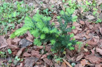 Тис Taxus cuspidata Nana