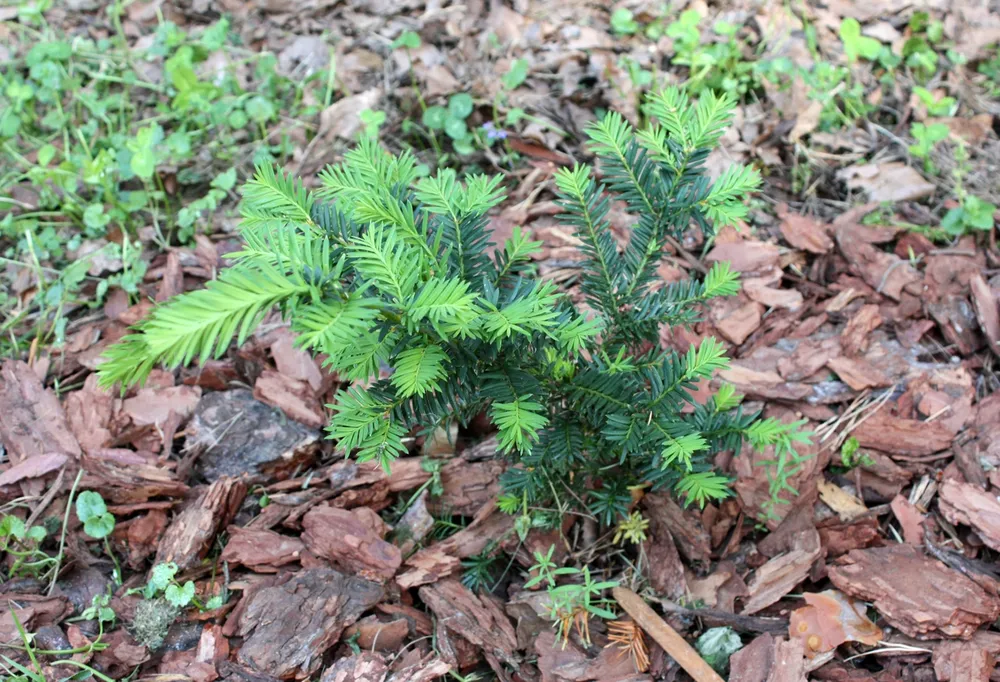 Тис Taxus cuspidata Nana