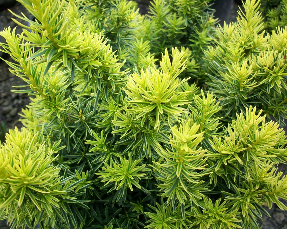 Тисс Taxus David