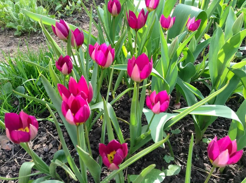 Тюльпан Липского Tulipa lipskyi