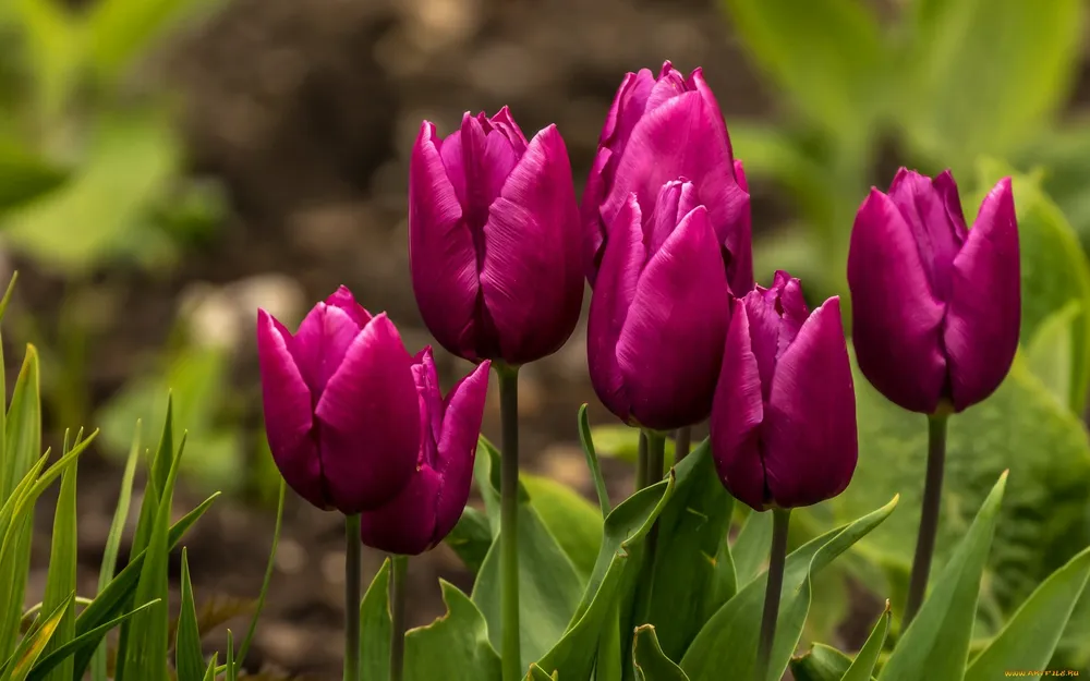 Тюльпан Паллада Tulipa Pallada