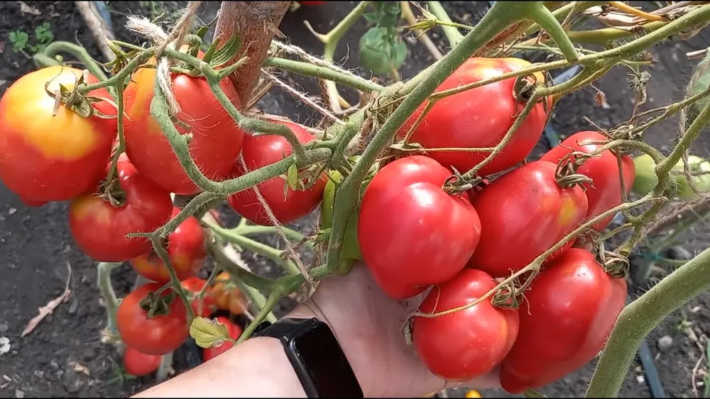 Томат корейский длинноплодный