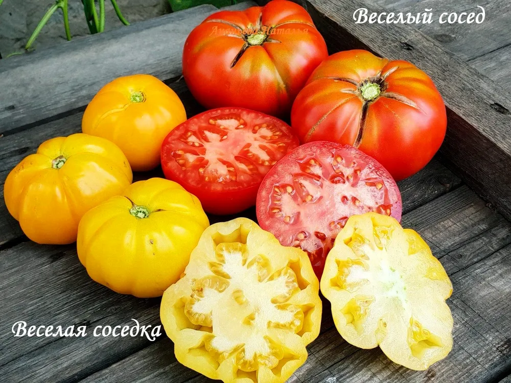 Томат веселая соседка Гавриш
