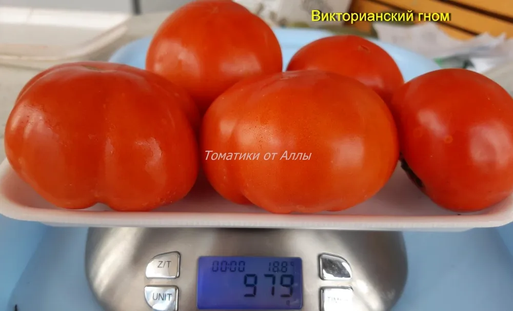 Томат Викторианский Гном