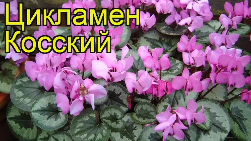 Цикламен Альпийская фиалка