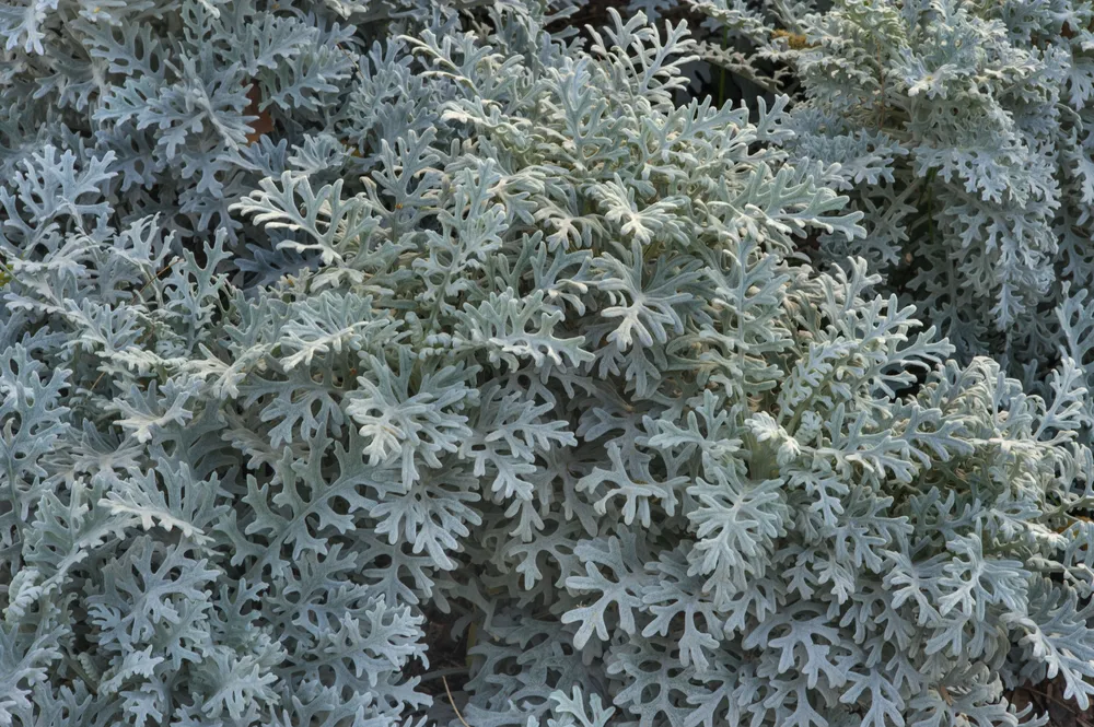 Цинерария Приморская cineraria maritima