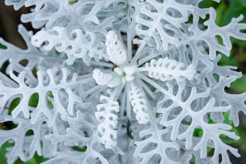 Цинерария Приморская Senecio cineraria