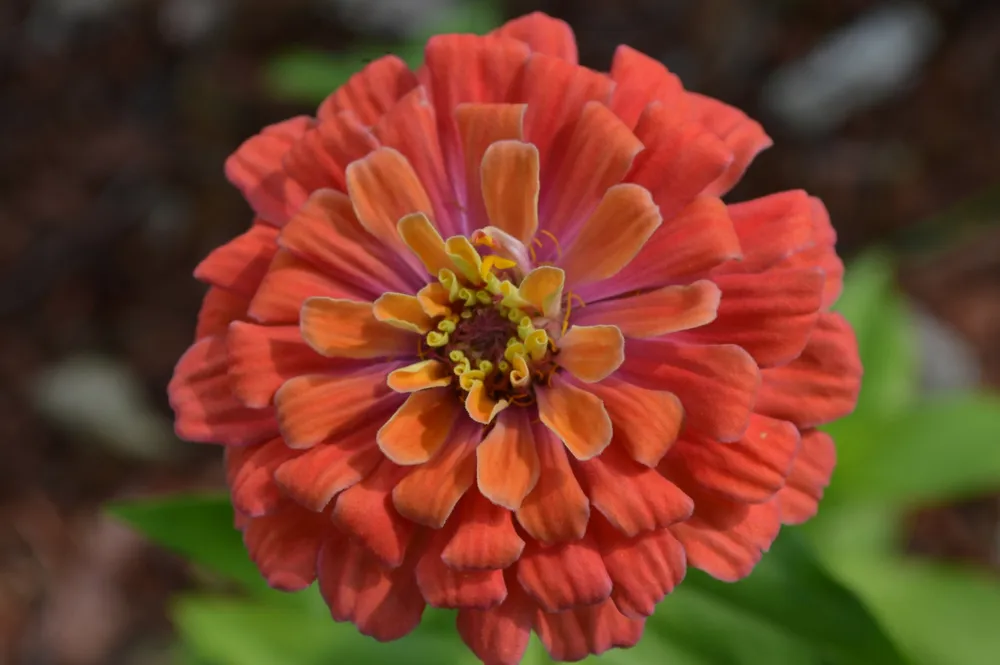 Цинния изящная Zinnia elegans