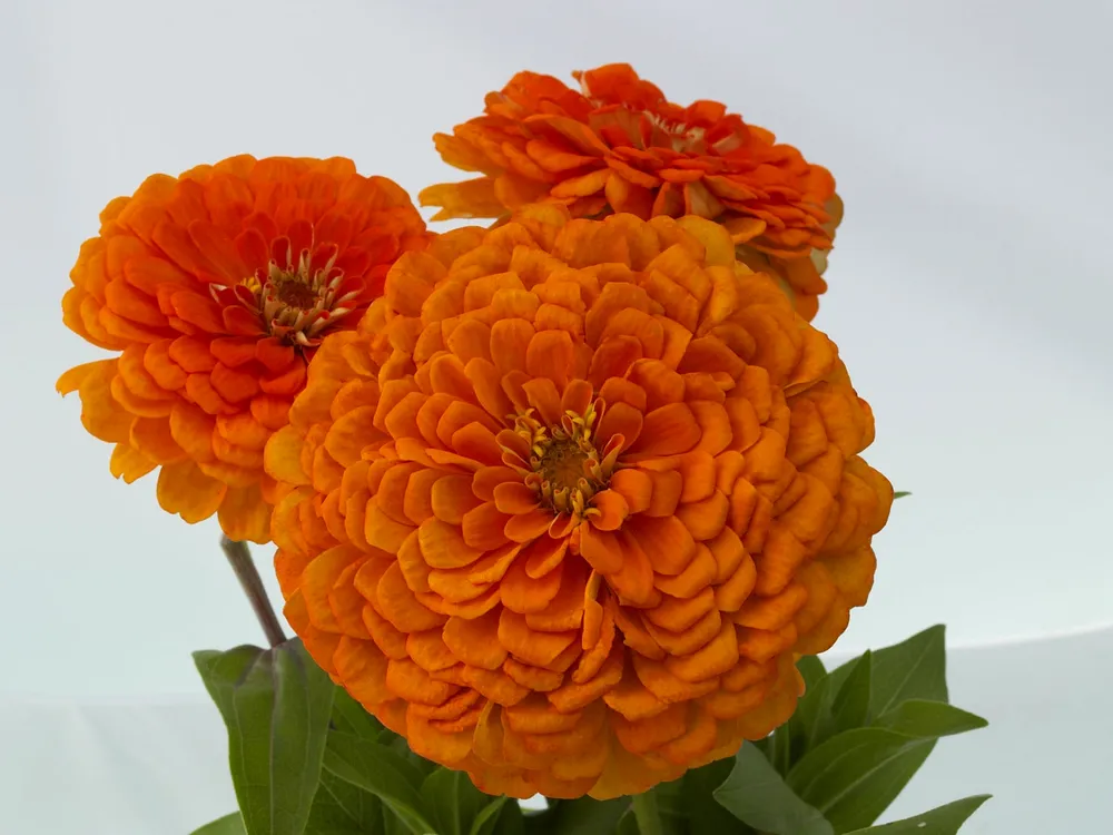 Цинния изящная Zinnia elegans