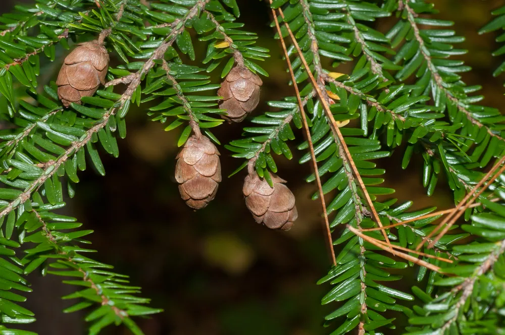 Tsuga canadensis