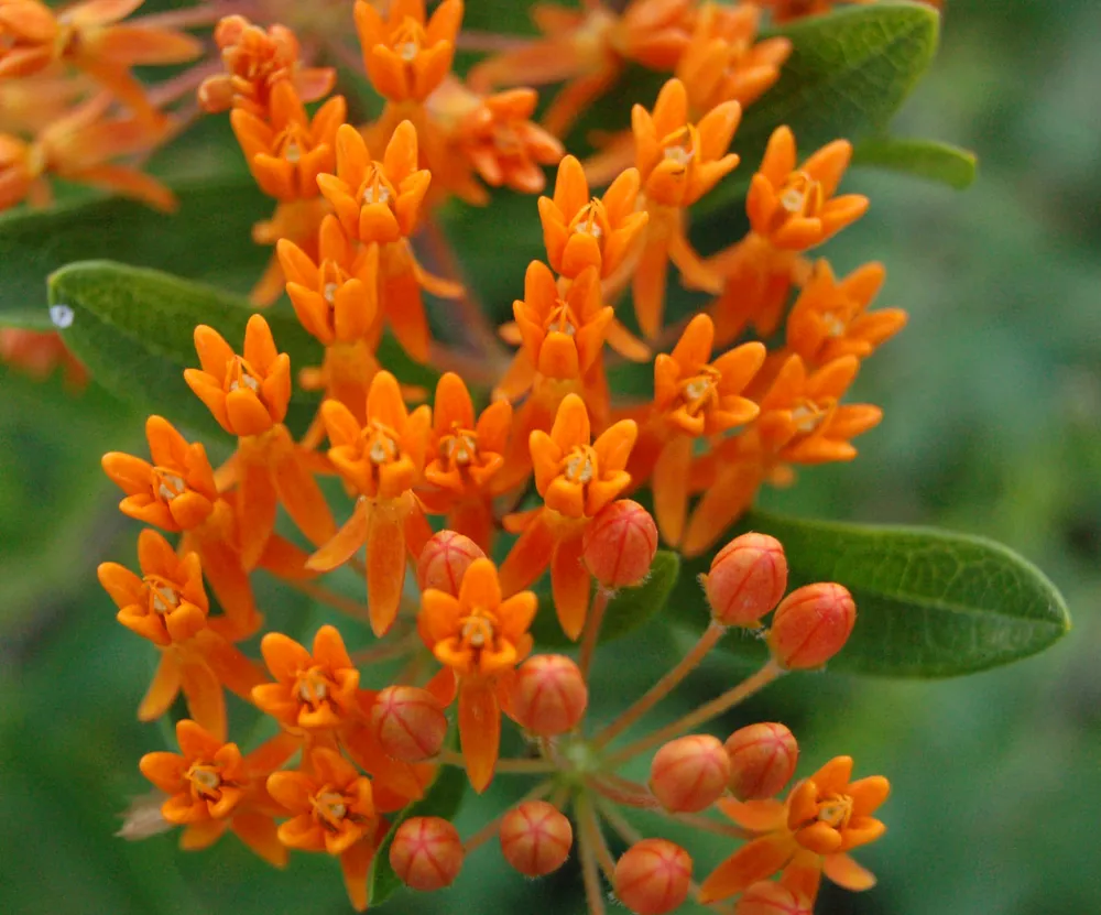 Цветок Asclepias tuberosa