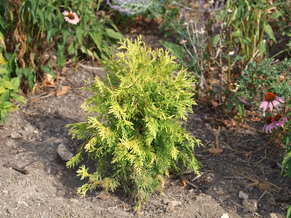 Туя Западная globosa Aurea