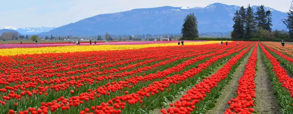 Tulip Fest Skagit Valley