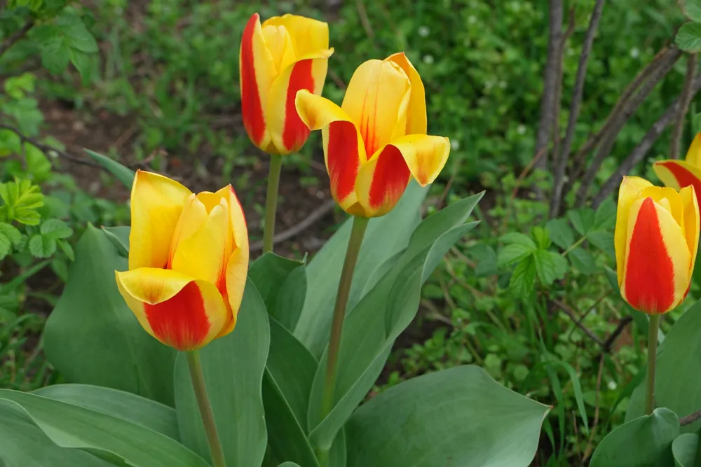 Tulipa kaufmanniana