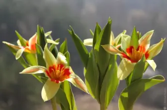 Tulipa kaufmanniana тюльпан Кауфмана