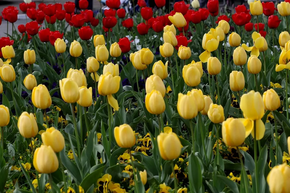 Tulips Golden Apeldoorn