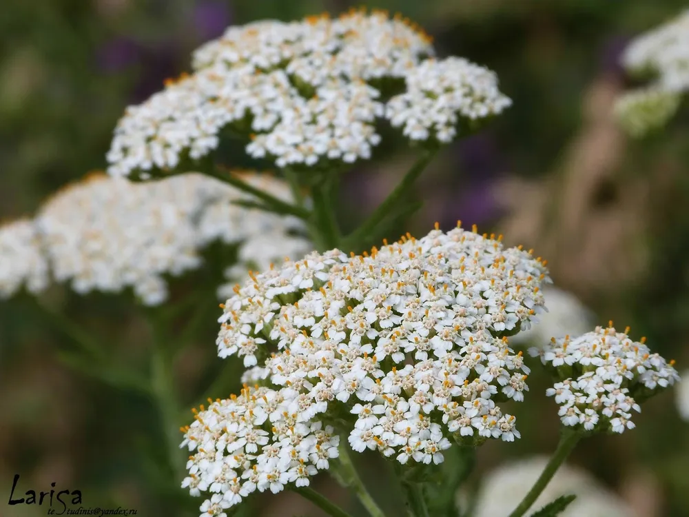 Тысячелистник Achillea Anthea