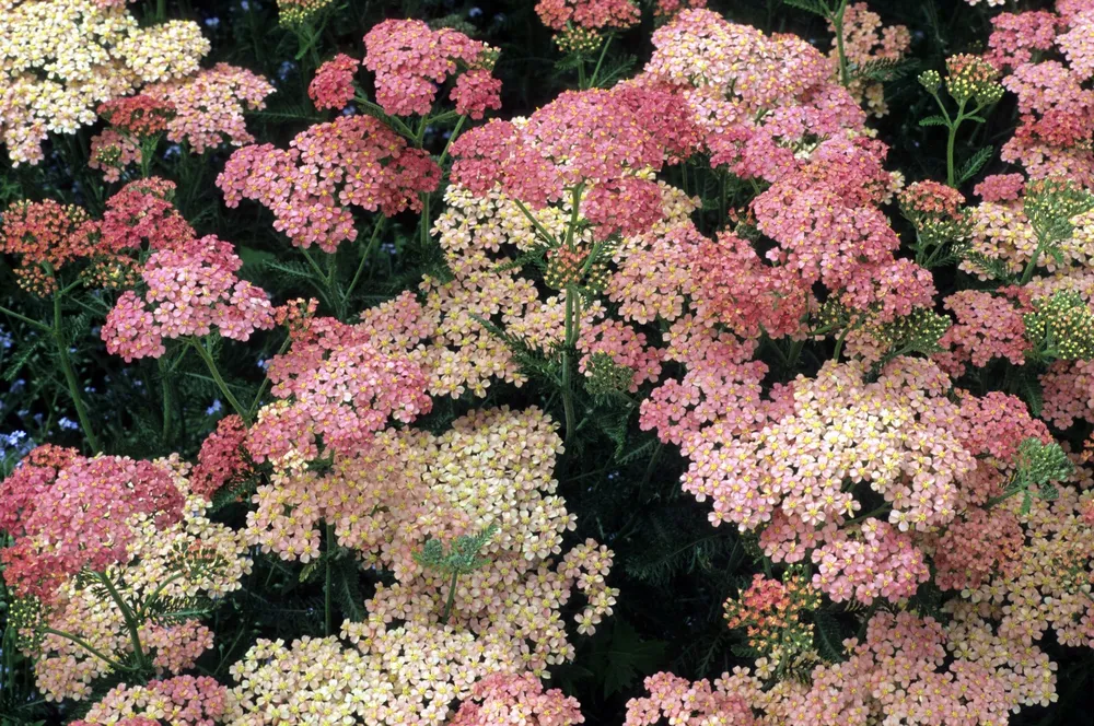 Тысячелистник Achillea Summerwine