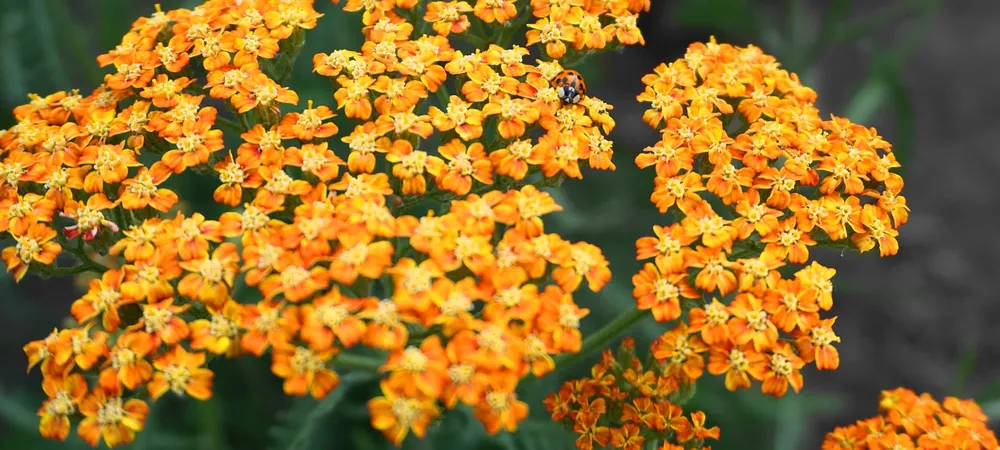 Тысячелистник Achillea Terracotta