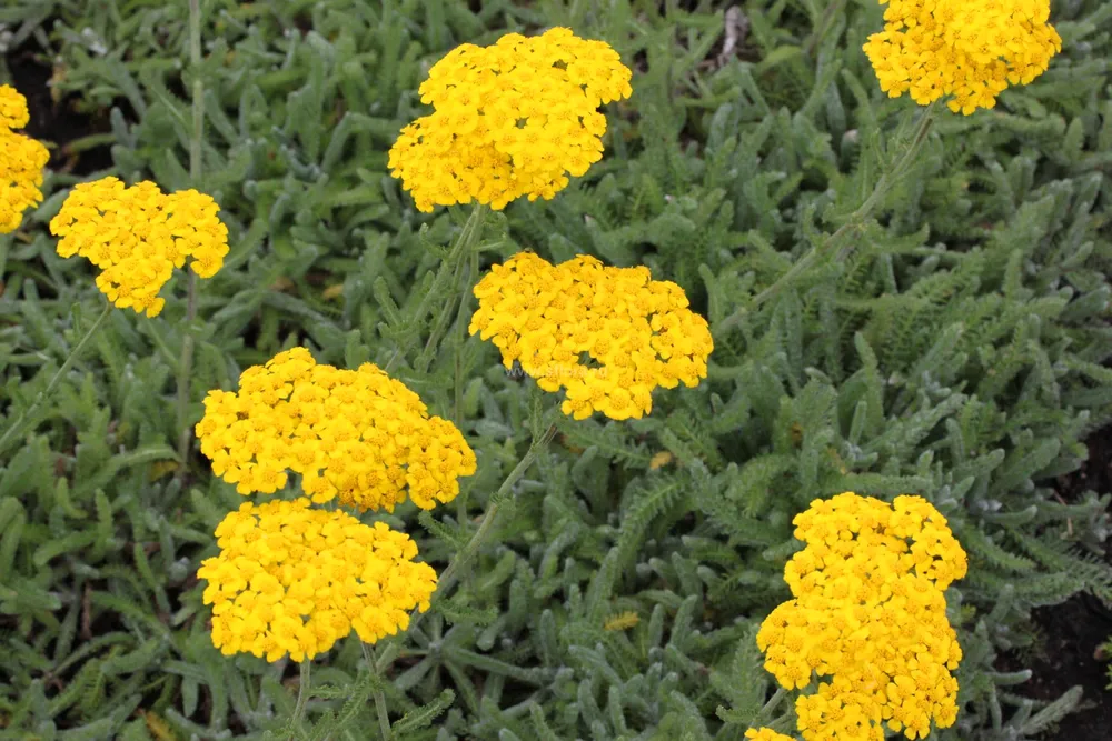 Тысячелистник Achillea tomentosa