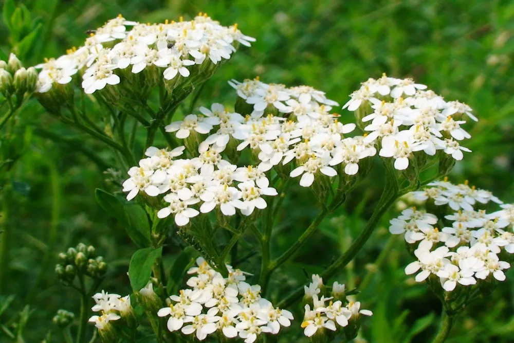 Тысячелистник Сербский Achillea serbiса