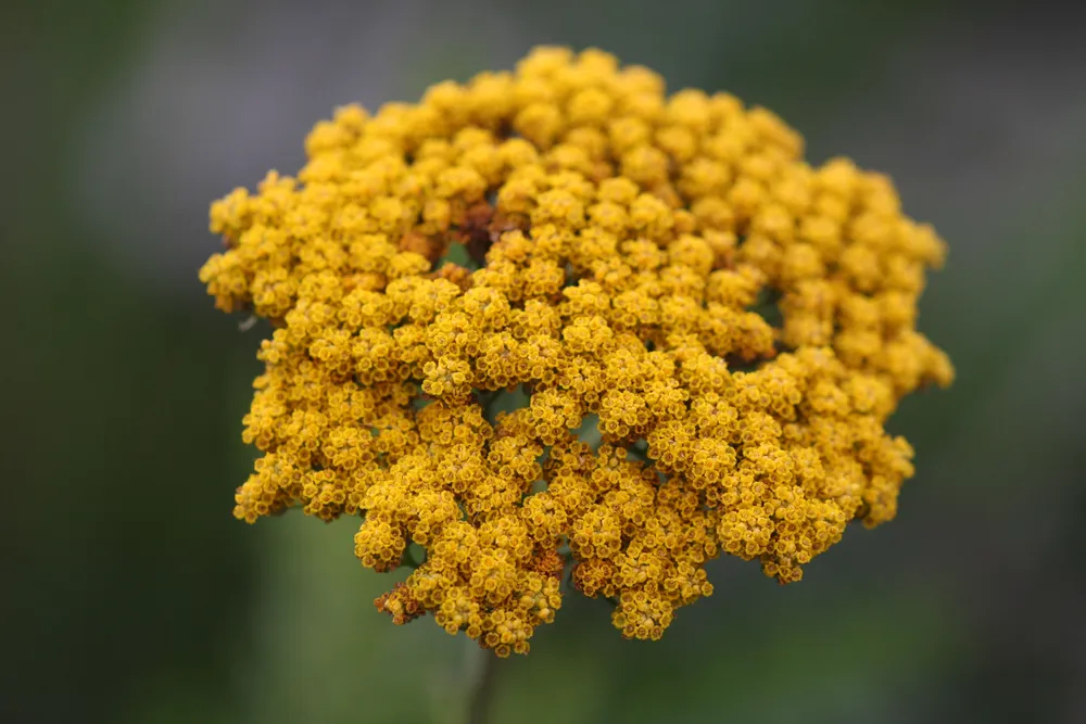 Тысячелистник таволговый Achillea filipendulina