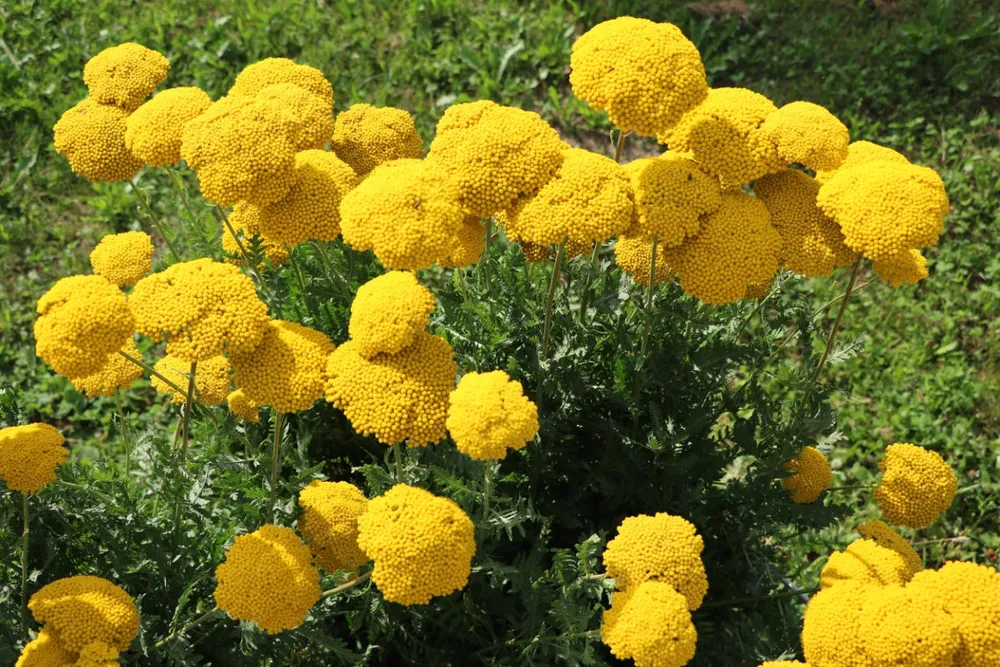 Тысячелистник таволговый Achillea filipendulina