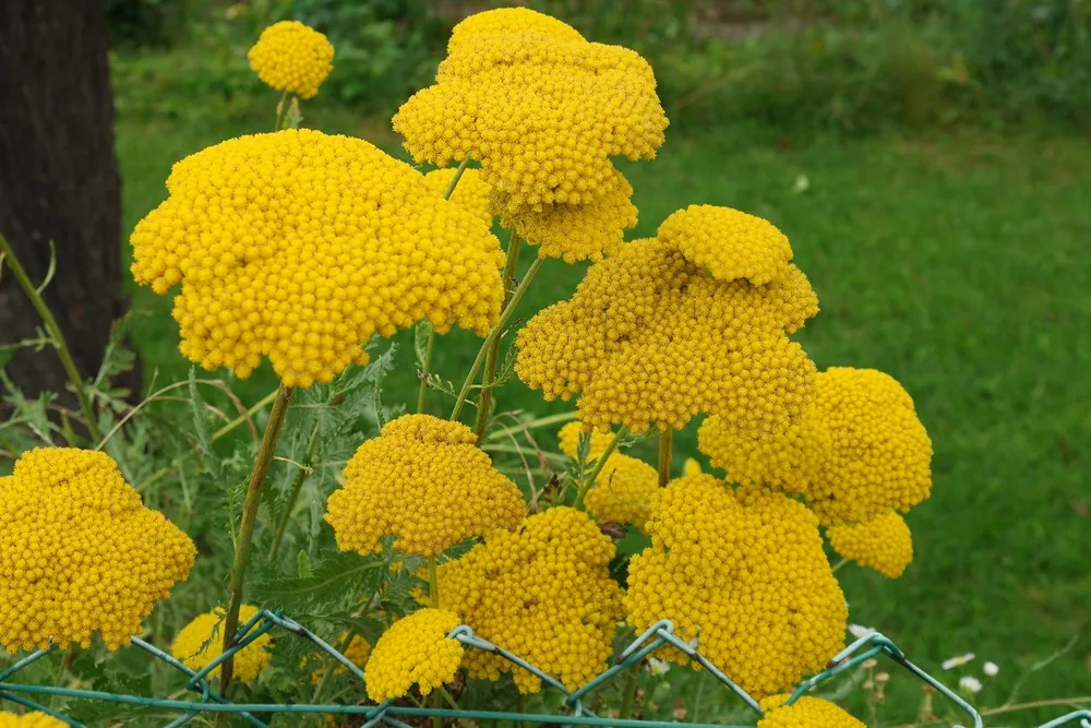 Тысячелистник таволговый Achillea filipendulina