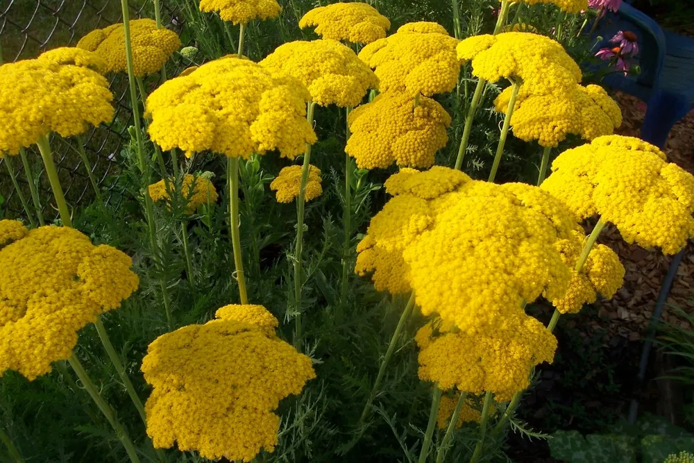 Тысячелистник таволговый Achillea filipendulina