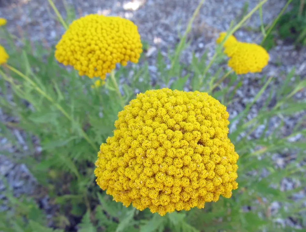 Тысячелистник таволговый Achillea filipendulina