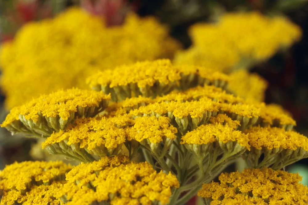 Тысячелистник таволговый Achillea filipendulina