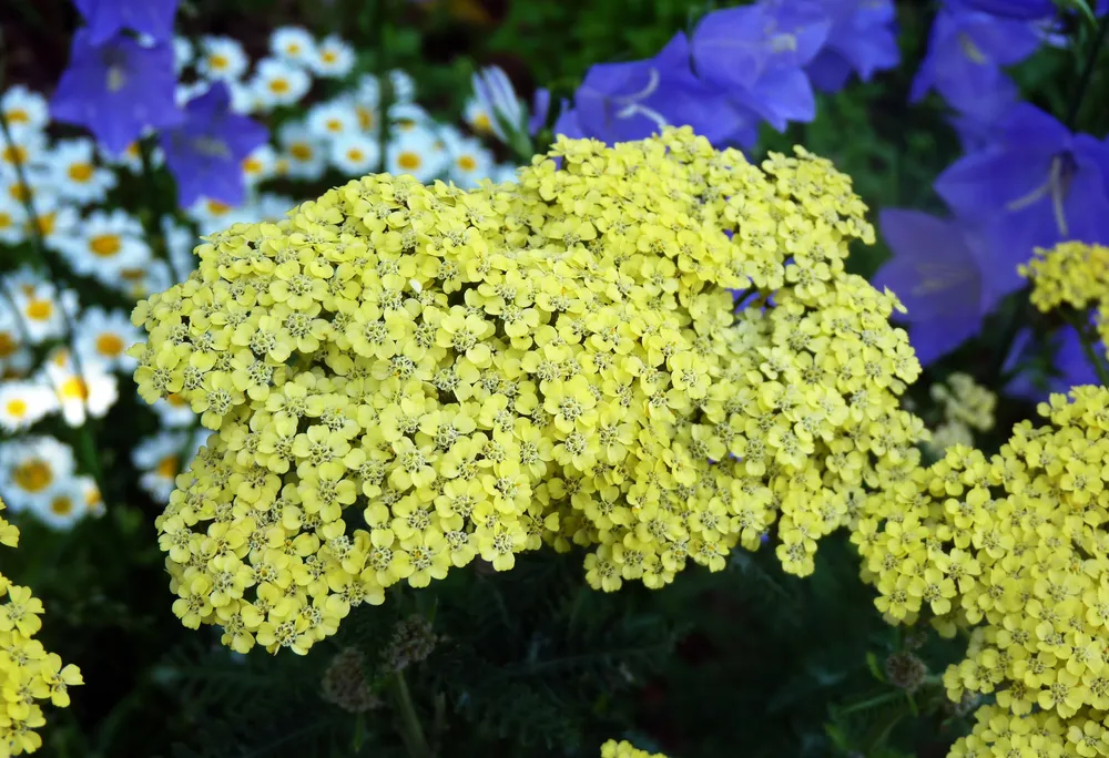 Тысячелистник таволговый Achillea filipendulina `Coronation Gold`