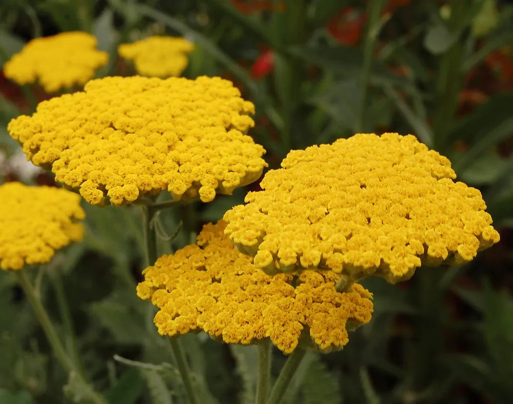 Тысячелистник таволговый Achillea filipendulina `Coronation Gold`