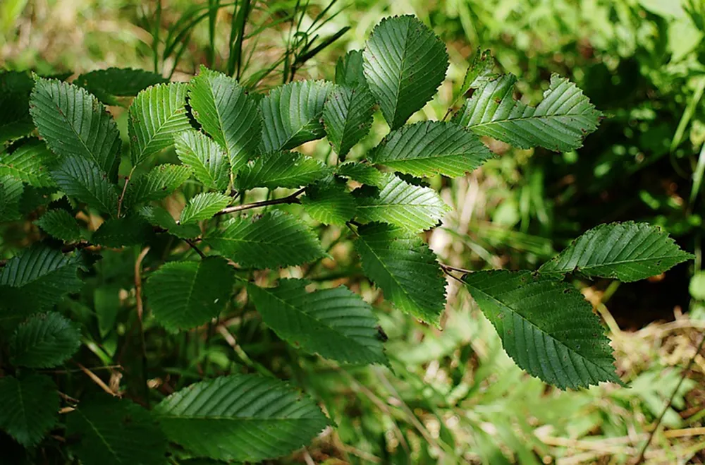 Ulmus japonica