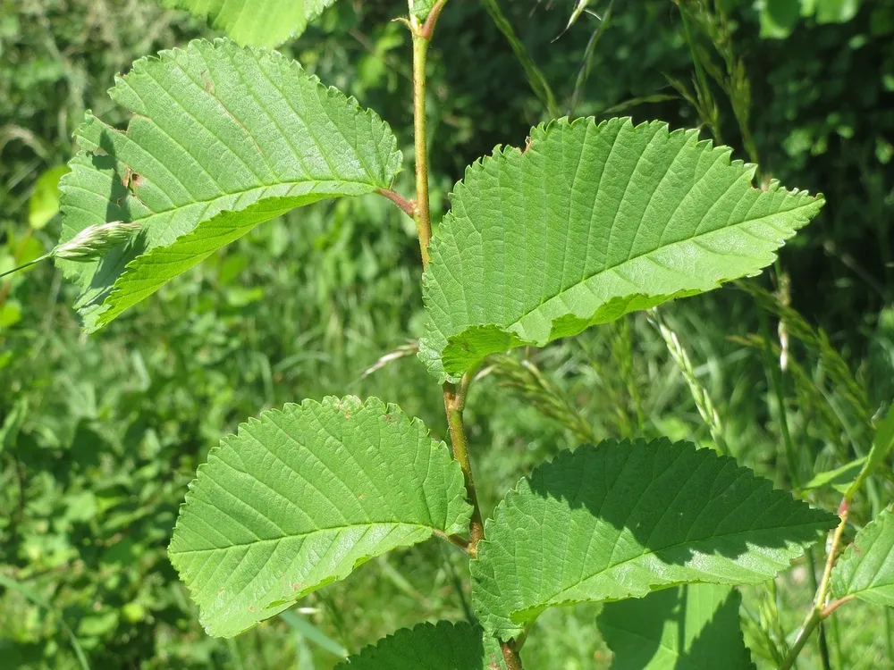 Ulmus Minor листья